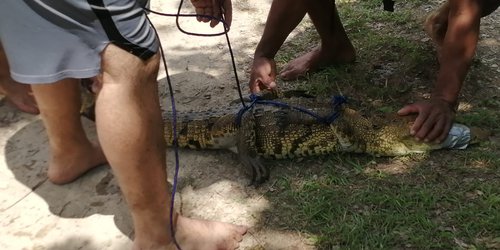 Capturan y resguardan cocodrilo en presa del ejido El Sabino de Ciudad Valles