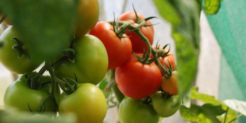 Hortalizas se convierten en un mal negocio para productores agrícolas