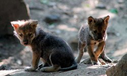 Nacen 5 crías de lobo mexicano en el zoológico de Chapultepec en CDMX.