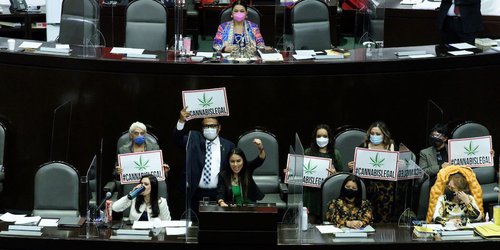 Diputados avalan en lo general el uso lúdico de marihuana