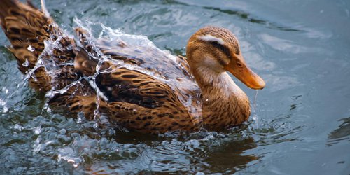 Tangamanga, refugio de aves y biodiversidad