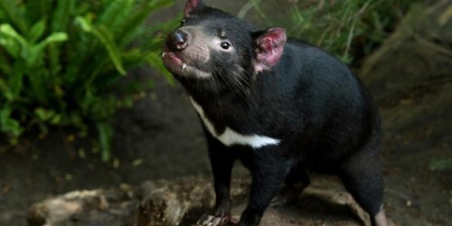 Demonio de Tasmania vuelve a Australia tras ausencia de 3 mil años