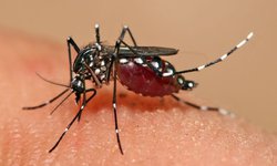 Llaman a no bajar la guardia en la prevención del dengue