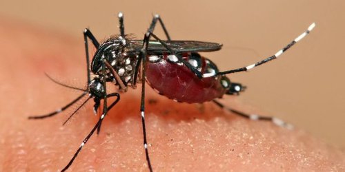 Llaman a no bajar la guardia en la prevención del dengue