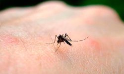 Reportan 25 casos de dengue en 3 municipios de la región