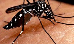 Por si algo faltaba: SLP ya lleva tres fallecimientos por dengue