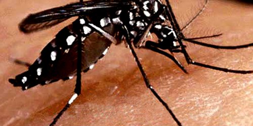 Por si algo faltaba: SLP ya lleva tres fallecimientos por dengue