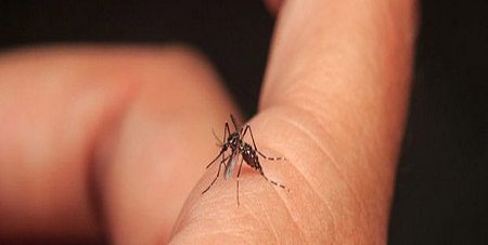 En menos de 20 años, el dengue se ha propagado a todo el estado