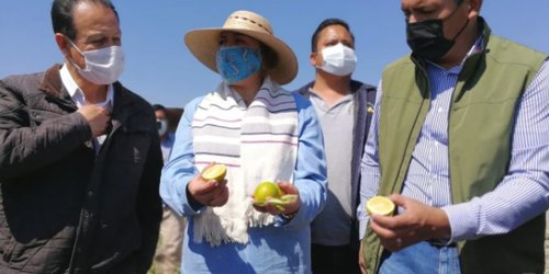 Buscan abatir dragón amarillo: Sino en cinco años ya no habrá naranjos