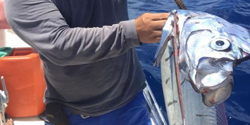 Hallan en Cozumel al Pez Remo ¡El que 'predice' los sismos!