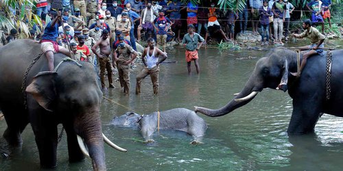 Atroz muerte de elefante preñada tras consumir una piña llena de petardos