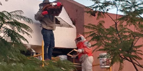 Reubicaron enjambre de abejas del ITSR a un apiario
