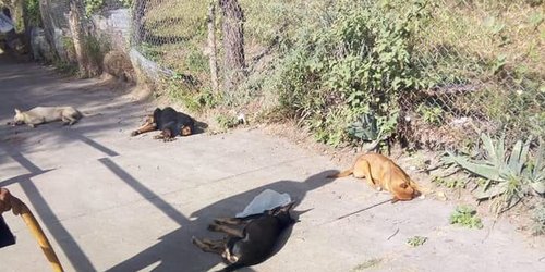 Indignación por envenenamiento masivo de perros en Los Ángeles y El Refugio