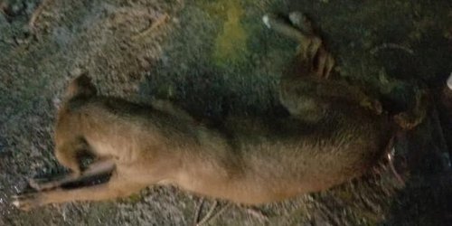 Continúa envenenamiento de perros en situación de calle