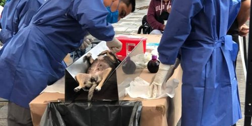 Invitan a jornada de esterilización canina y felina en Rioverde