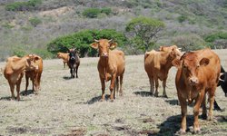 Primera carga de ganado en pié de Charcas exportado a los EUA