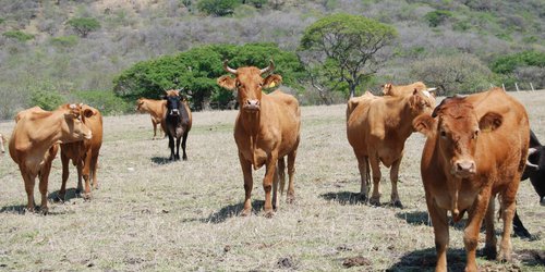 Primera carga de ganado en pié de Charcas exportado a los EUA
