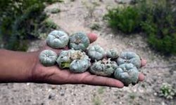Pretenden frenar extracción ilegal de peyote y cactáceas de "Wixárika"