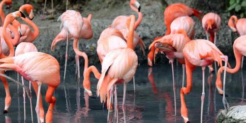 Mueren miles de flamencos en un lago turco cuyas aguas han sido explotadas