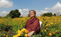 Doña Isabel Balderas siempre cultivando la flor de cempasúchil