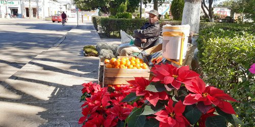 Mantienen precios en flor de nochebuena y productos para nacimiento