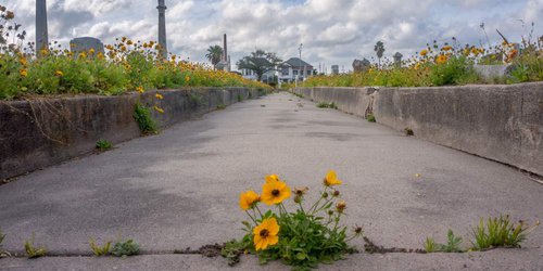 El confinamiento podría salvar a las abejas: las flores silvestres inundan las ciudades de todo el mundo