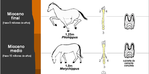 Investigadores de la UASLP localizan riqueza paleontológica en SLP