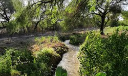 Desaparecen manantiales naturales del llano de Rioverde