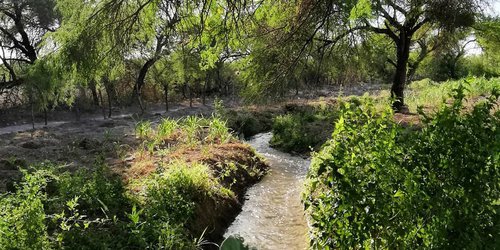 Desaparecen manantiales naturales del llano de Rioverde