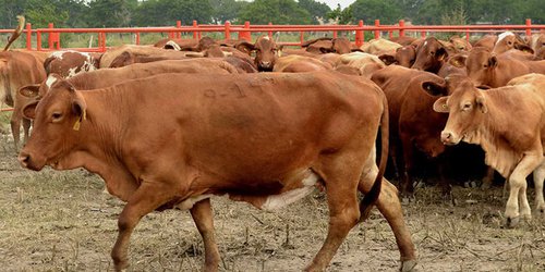 San Luis mantiene el control sanitario en el campo