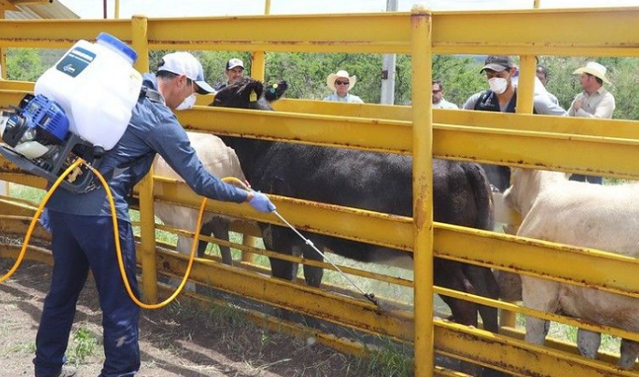 ganado jalisco-mi rioverde.png