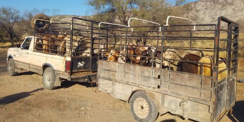 Detienen a sujeto por probable robo de 19 cabezas de ganado