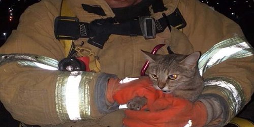 Bomberos rescatan a gatito que quedó atrapado en torre de agua del Altillo