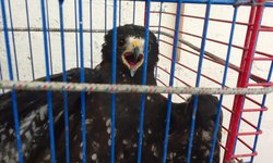 Halcón merodeaba colonia Los Frailes, y fue rescatado por P. Civil
