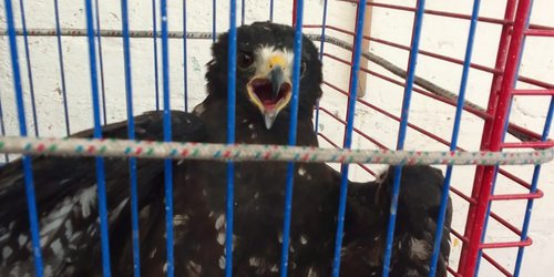 Halcón merodeaba colonia Los Frailes, y fue rescatado por P. Civil