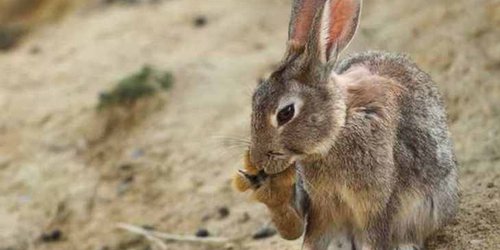 Alerta SEDARH por brote de enfermedad viral de los conejos