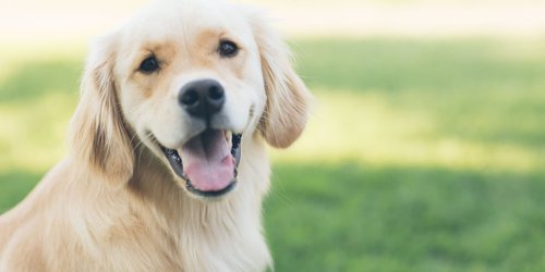 Así detectan los perros la COVID-19 incluso antes de tener síntomas