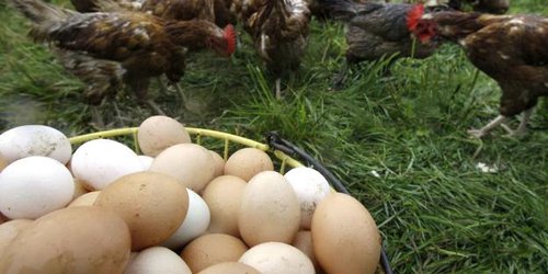 Capacitan sobre producción de huevo en granja de traspatio