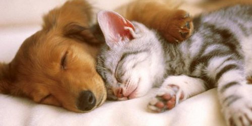 Los ayuntamientos deberán realizar permanente y gratuita campañas de esterilización de perros y gatos