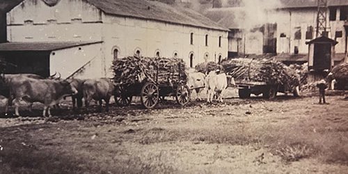 Hoy celebran Día del Azucarero familias obreras de los cuatro Ingenios de SLP