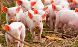 Se estima para 2020 una producción de 1.7 millones de toneladas de carne de porcino: Agricultura