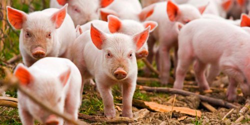 Se estima para 2020 una producción de 1.7 millones de toneladas de carne de porcino: Agricultura