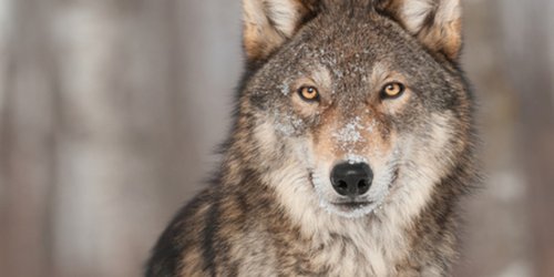 ¿Se parecen? Confunden a perro Husky con un lobo (VIDEO)