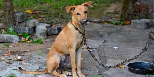 Ecología de Rioverde atiende 122 denuncias, 30 por presunto maltrato animal