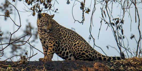 Amenazado por el fuego y la caza ilegal, el jaguar resiste en Suramérica