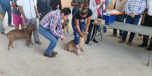 Realizan Jornada de vacunación y esterilización canina en San Francisco de Asís