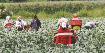 Piden garantizar acceso salud y respetar derechos laborales y humanos de jornaleros