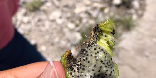 Jugo de pitaya ayudaría a tratar enfermedades crónicas; investiga IPICYT