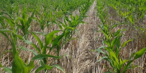 Entregan semillas de maíz, sorgo y avena a 500 productores fernandenses