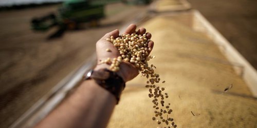 México compra mayor parte de maíz EEUU en casi un año